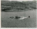 Image of Whales in the water at Hawke's Harbor
